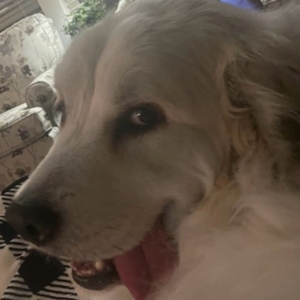 Meet your Posher, Peter